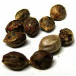 Семена марихуаны АК-47  (Seeds AK-47) в Микуни